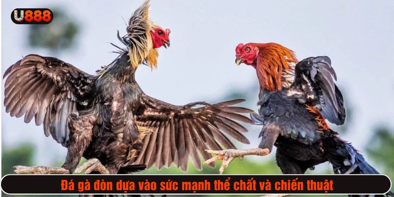 Đá gà đòn dựa vào sức mạnh thể chất và chiến thuật của chiến kê