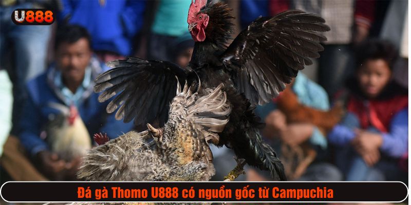Đá gà Thomo U888 có nguồn gốc từ Campuchia