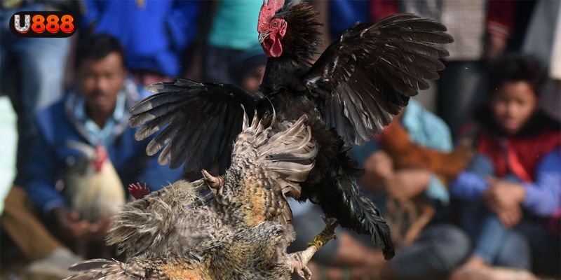 Chọn gà đá đòn chất lượng khi tham gia