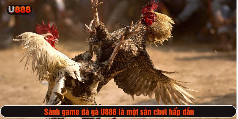 Sảnh game đá gà U888 là một sân chơi hấp dẫn