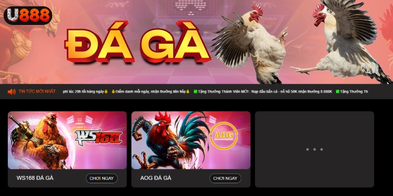 Sảnh đá gà U888 là điểm đến không thể bỏ qua