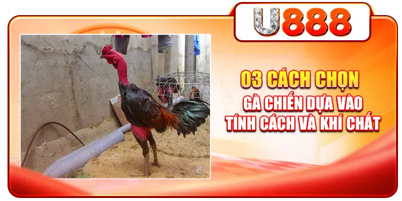 03 cách chọn gà chiến dựa vào tính cách và khí chất