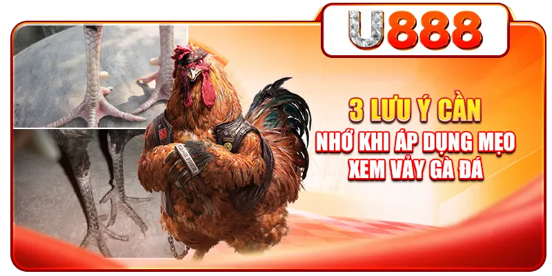 3 lưu ý cần nhớ khi áp dụng mẹo xem vảy gà đá