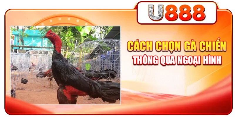 Cách chọn gà chiến thông qua ngoại hình