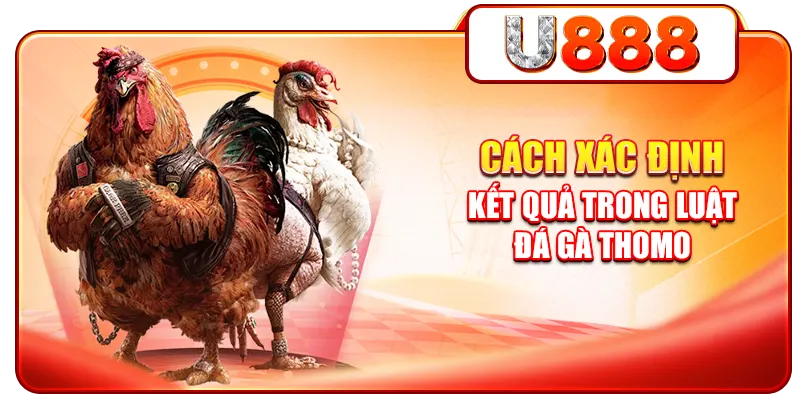Cách xác định kết quả trong luật đá gà Thomo