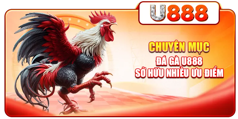 Chuyên mục đá gà U888 sở hữu nhiều ưu điểm