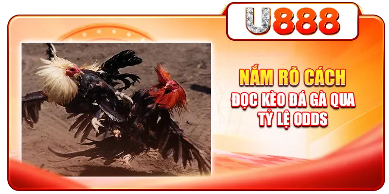Nắm rõ cách đọc kèo đá gà qua tỷ lệ odds