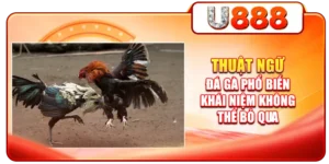 Thuật Ngữ Đá Gà Phổ Biến - Khái Niệm Không Thể Bỏ Qua