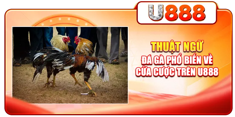 Thuật ngữ đá gà phổ biến về cửa cược trên U888